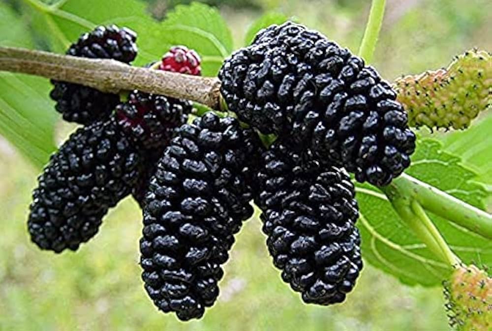 Mulberry 100g