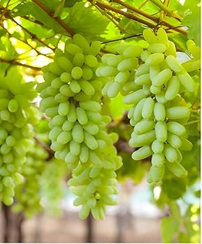 Green Grapes 2kgs Box
