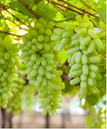 Green Grapes 450-500g