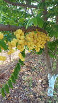 Amla (Usiri) Natu 250g