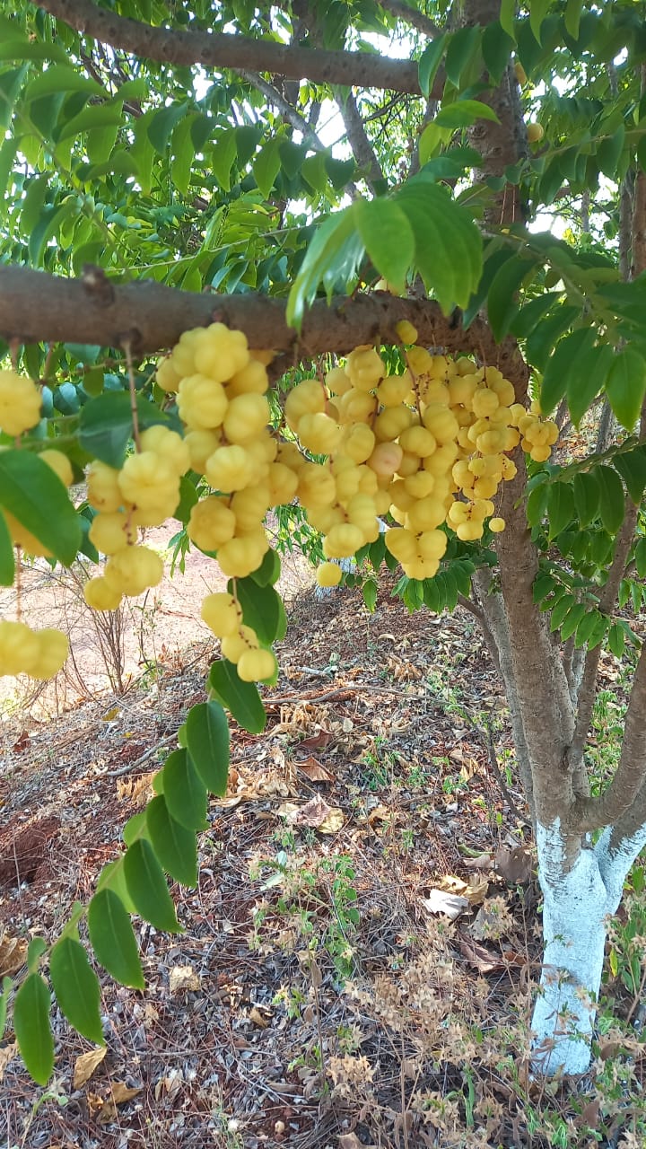 Amla (Usiri) Natu 250g