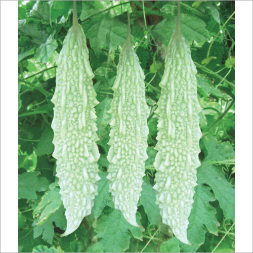 Bitter Gourd White - 500g