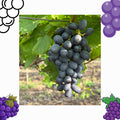 Grapes Black 450-500g