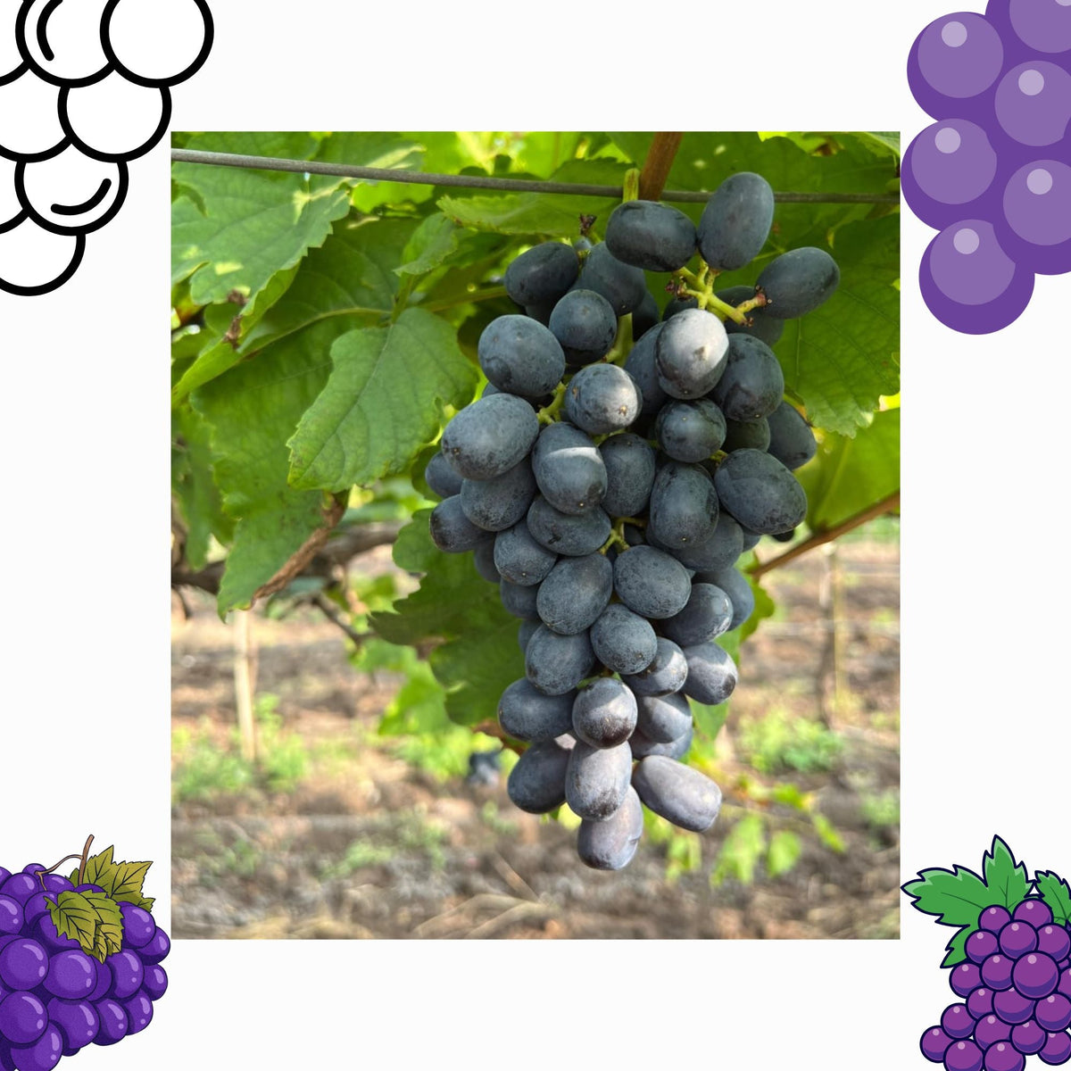 Grapes Black 450-500g