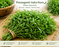 Ponnaganti AakuKura (Water Amaranth)