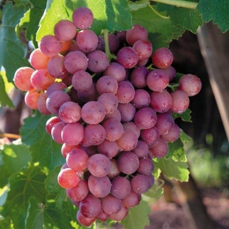 Grapes Red Flame 450-500g