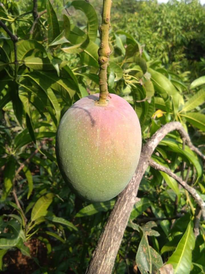 Ratnagiri Alphonso Mango - 2pcs