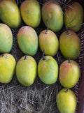 Ratnagiri Alphonso Mango - 2pcs