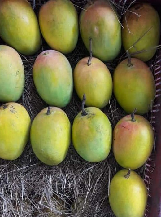 Ratnagiri Alphonso Mango - 2pcs
