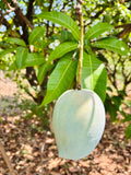 Mango Malgova - 3Kgs
