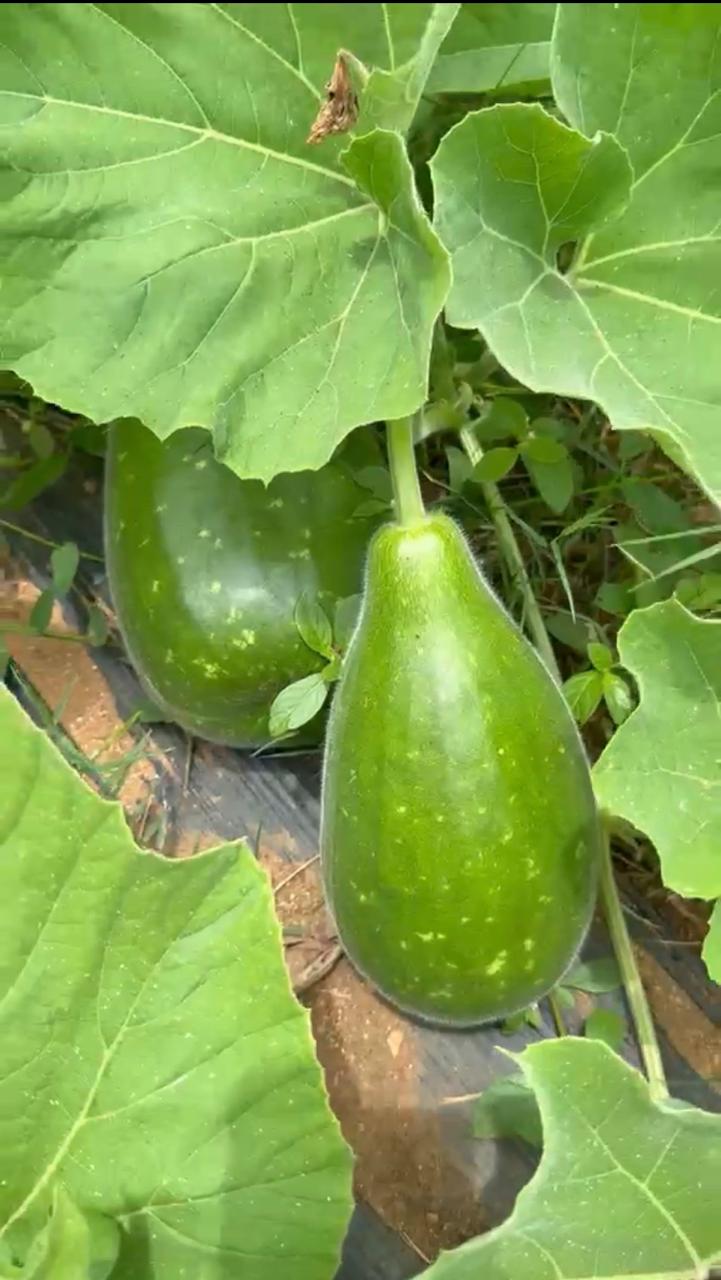 Bottlegourd (Desi Sorakaya 0.9 to 1kg)