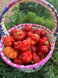 Tomato Natu (Local) 1Kg