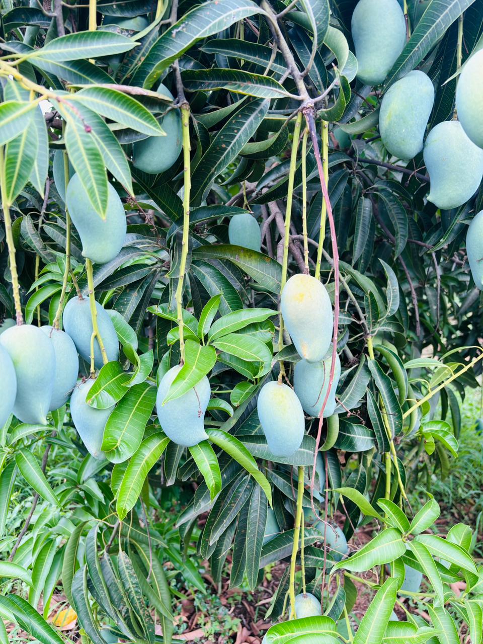 Mango (Amrapali) - 4Kgs