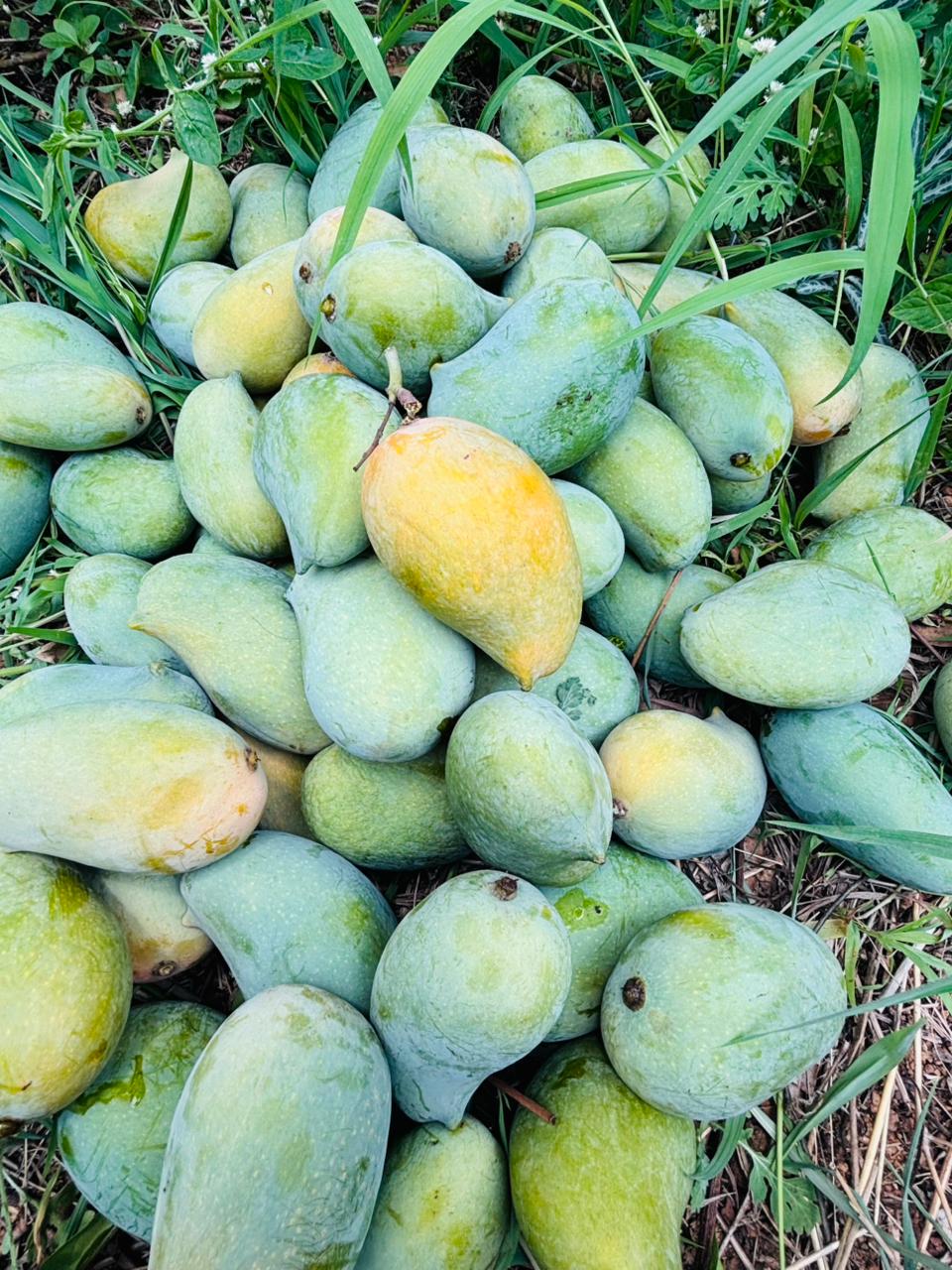 Mango (Amrapali) - 4Kgs