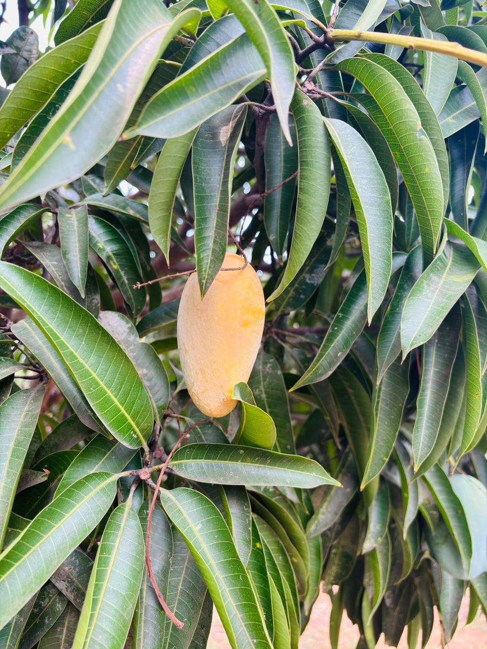 Mango (Amrapali) - 4Kgs
