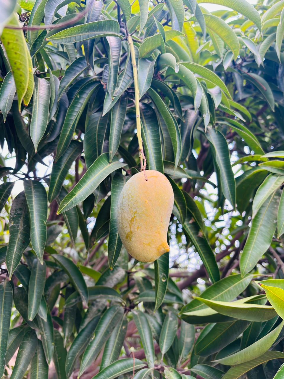 Mango (Amrapali) - 4Kgs