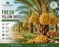Fresh Yellow Dates 250gm