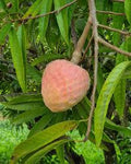 Ramaphal 1pc