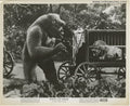 MIGHTY JOE YOUNG Original Vintage photo still Lion