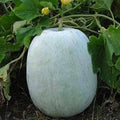 Ash Gourd / White Pumpkin(1.8kg - 2.5kg)