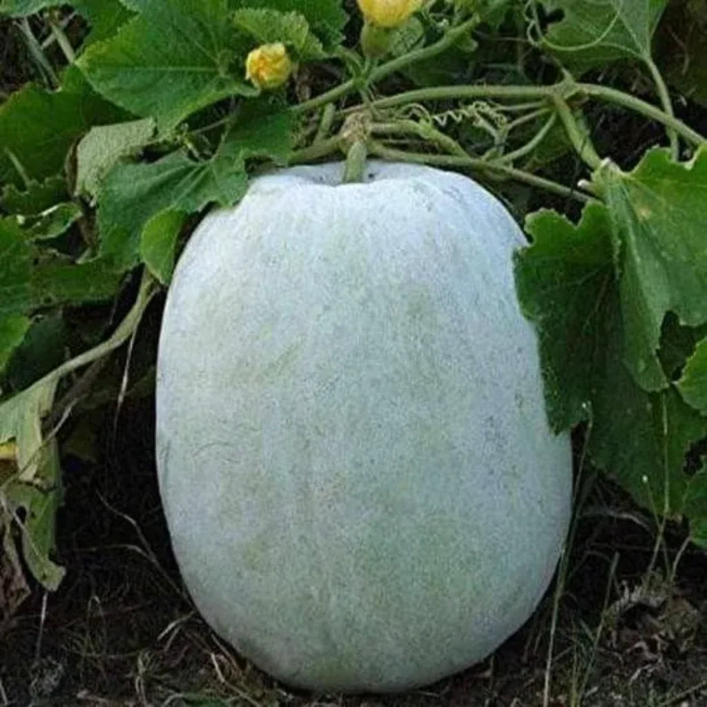 Ash Gourd / White Pumpkin(1.8kg - 2.5kg)