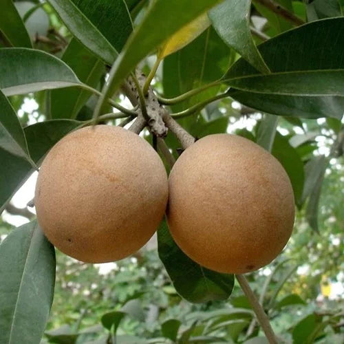 Sapota 500g