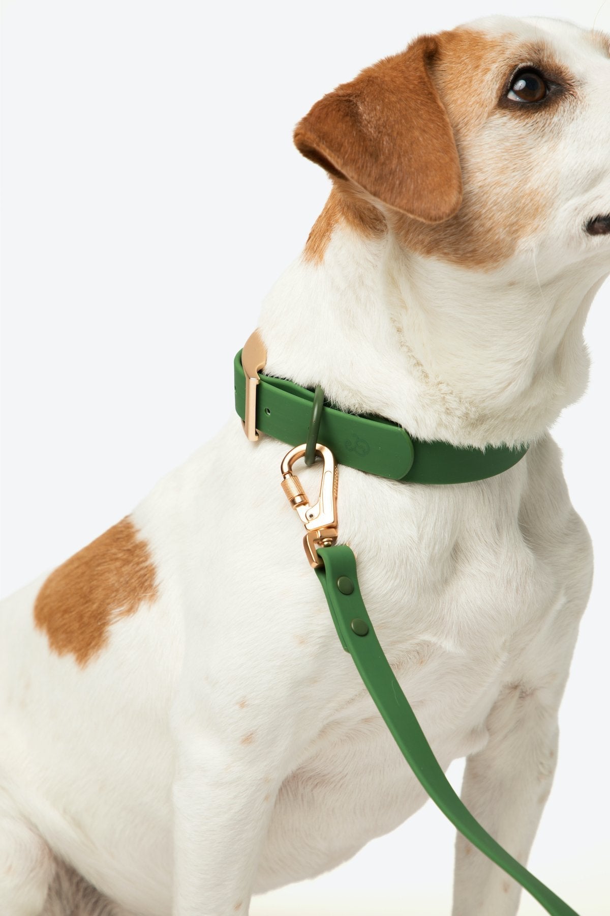 Everyday PVC Leash