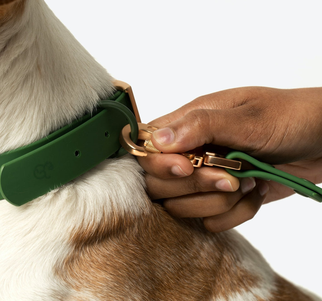 Everyday PVC Collar
