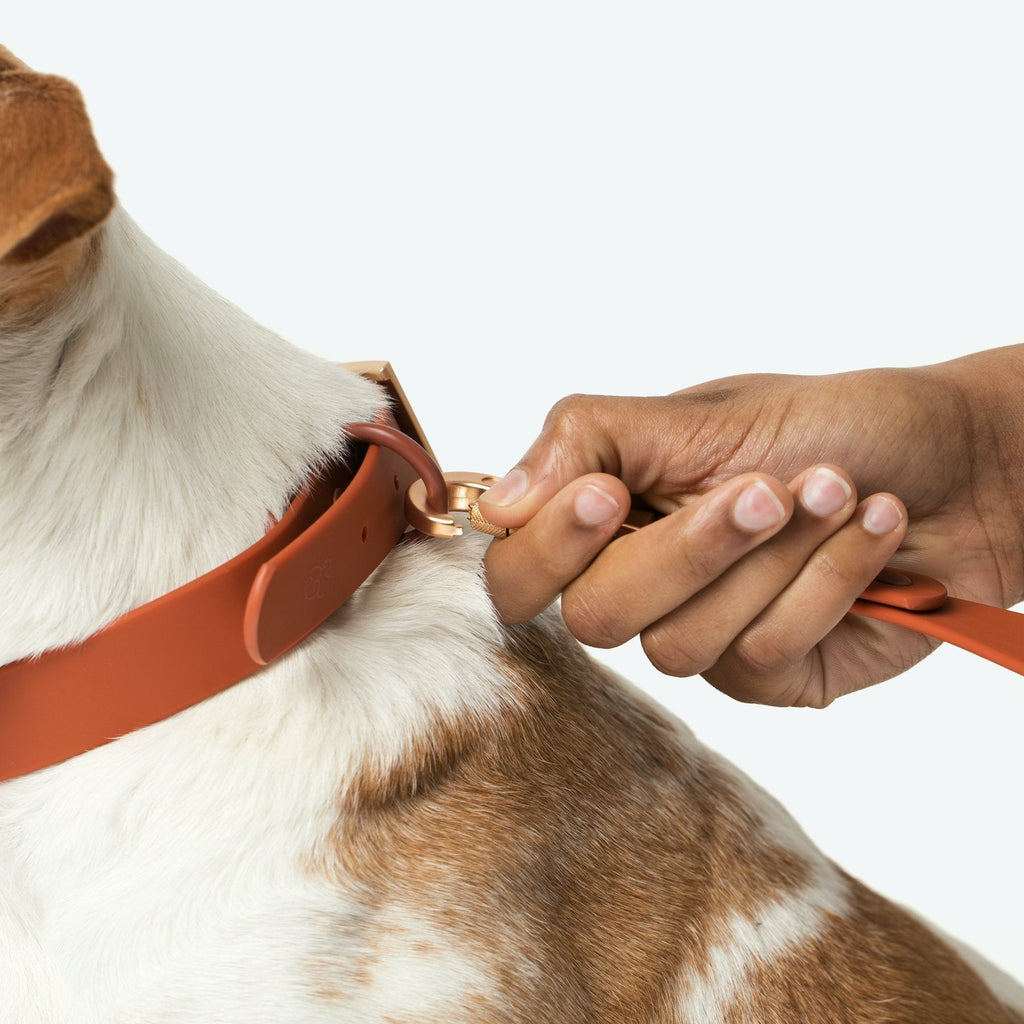 Everyday PVC Collar