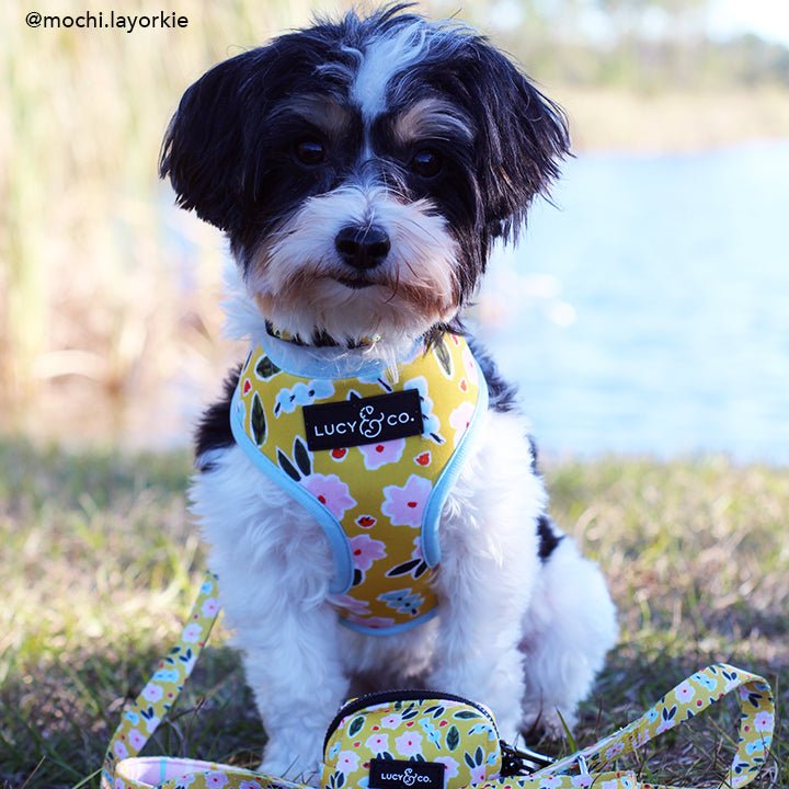 The Little Lamb Reversible Harness